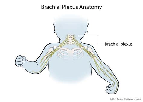 bpi meaning medical|Brachial plexus injury .